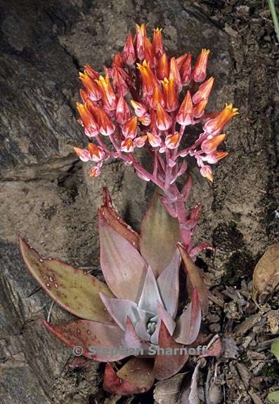 dudleya cymosa 1 graphic